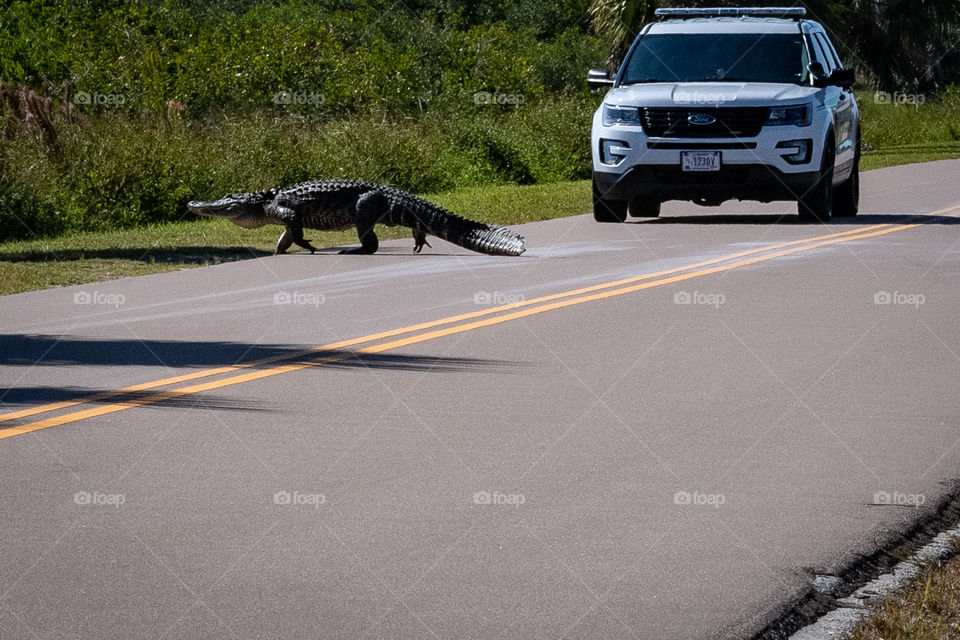 Gator Crossing