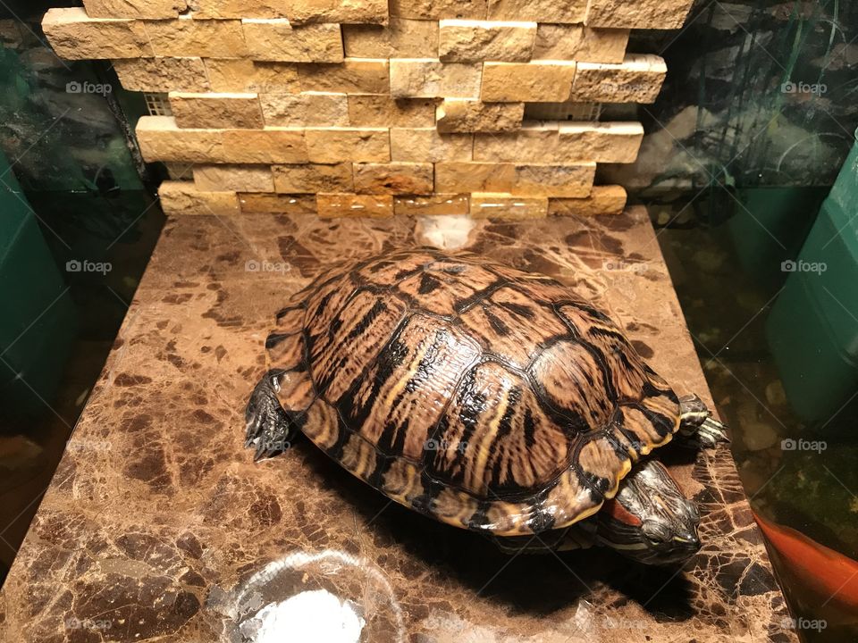 Red eared slider turtle on basking platform 