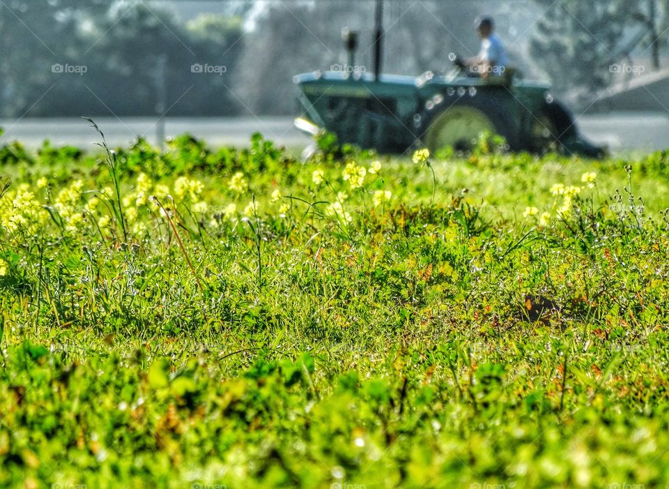 Tractor In A Meadow Of Yellow Flowers