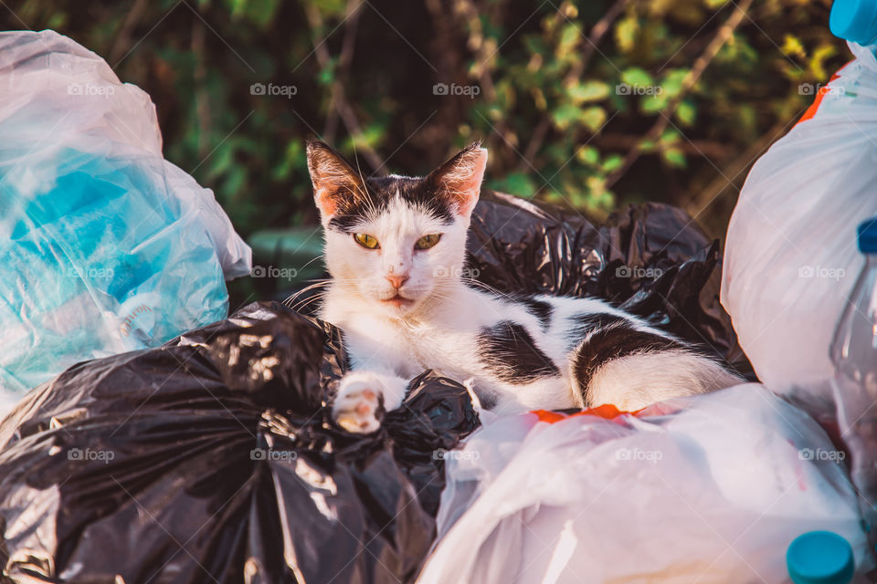 Cat and garbage