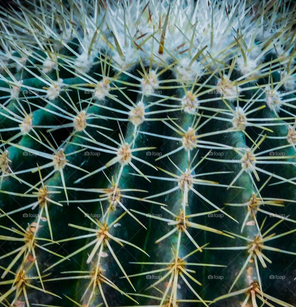 Cactus