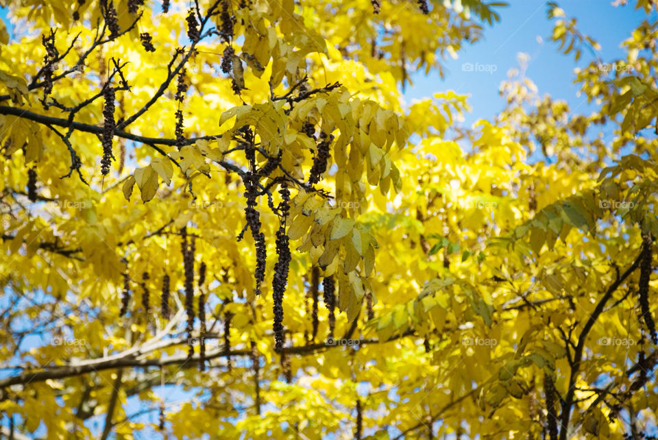 tree sunny leaf fall by jbdc