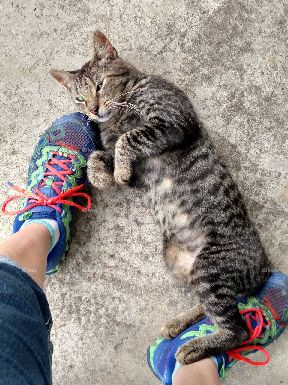 Bob Cat begging for attention