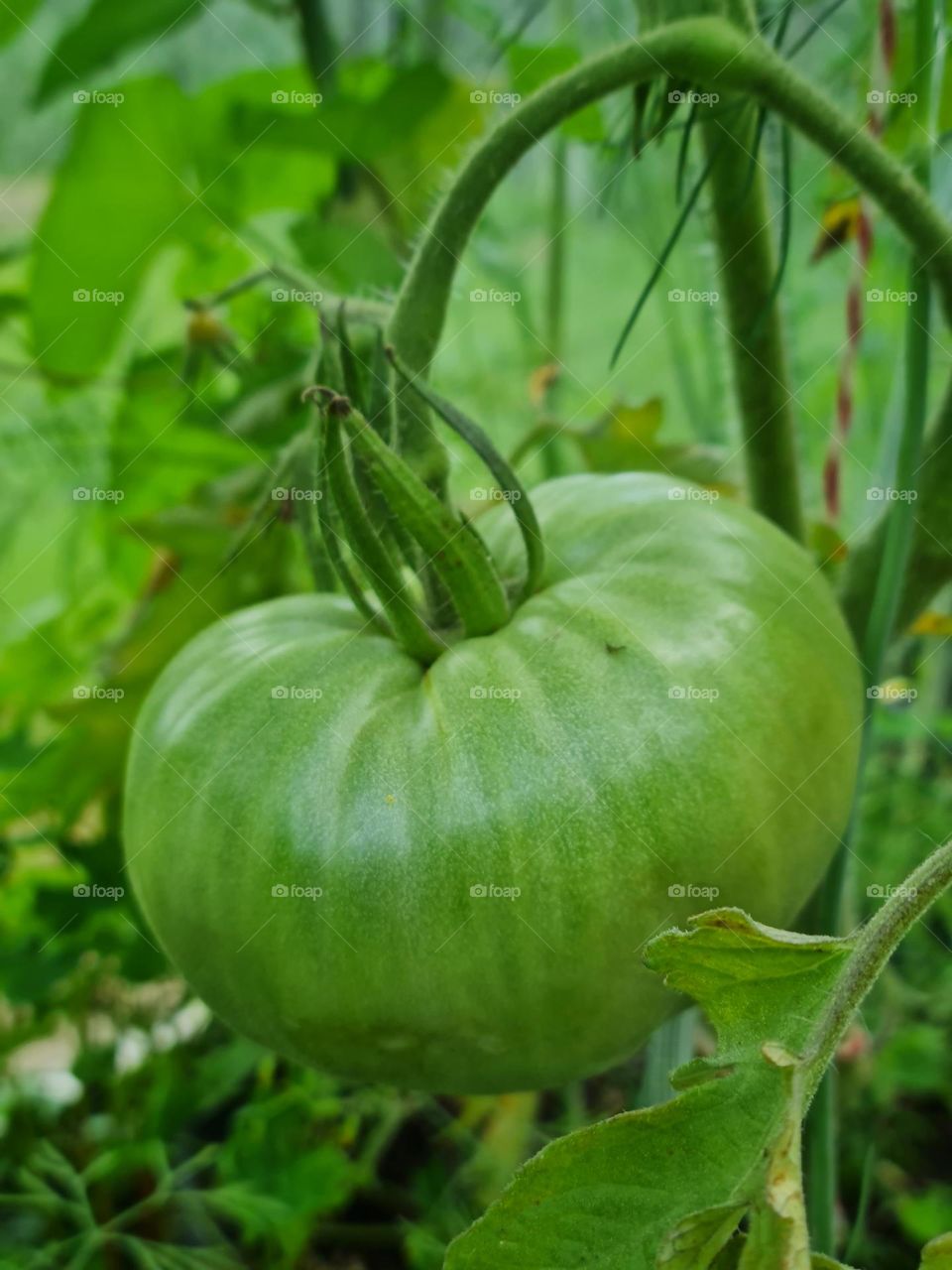 Green Tomato on the Vine