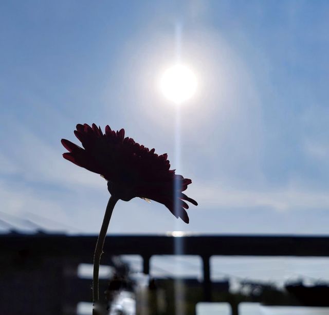 Sunny flower 
