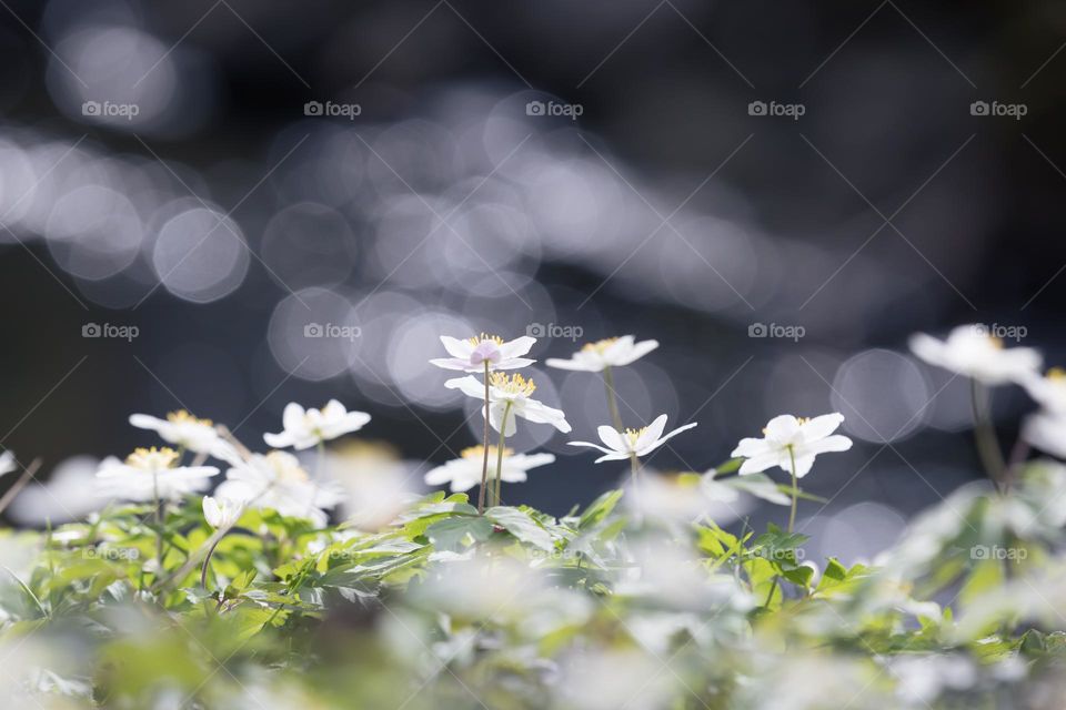 Beautiful white wood anemone flowers by the water with bokeh in the background 