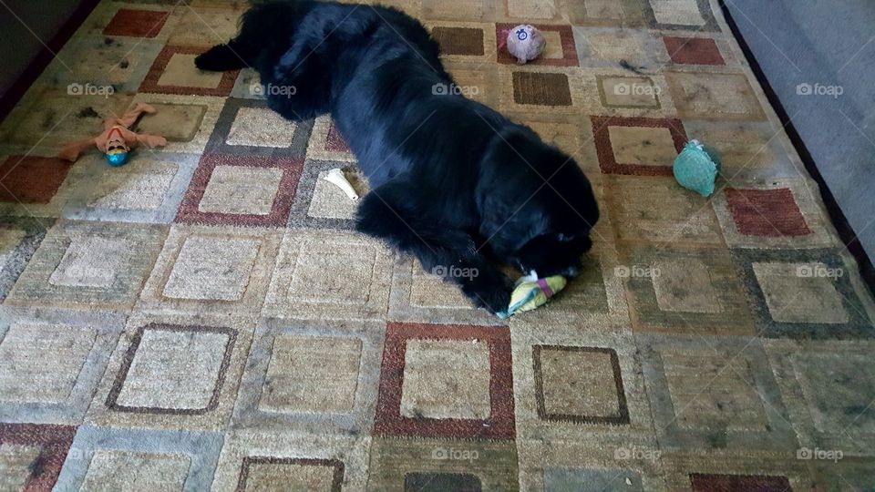 No Person, One, Floor, Dog, Pavement