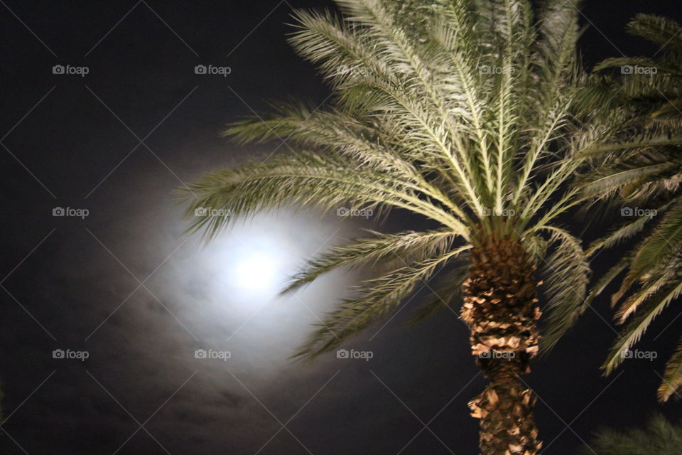 No Person, Tree, Nature, Outdoors, Light