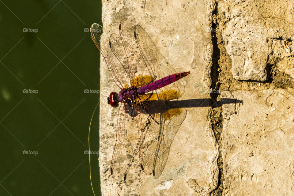 libélula de color rosa sobre piedra
Pink dragonfly on stone