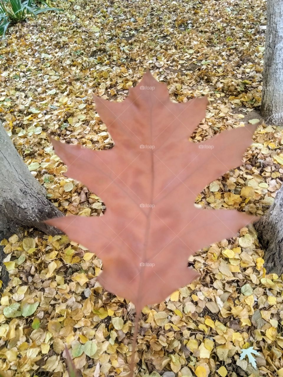 A giant leaf