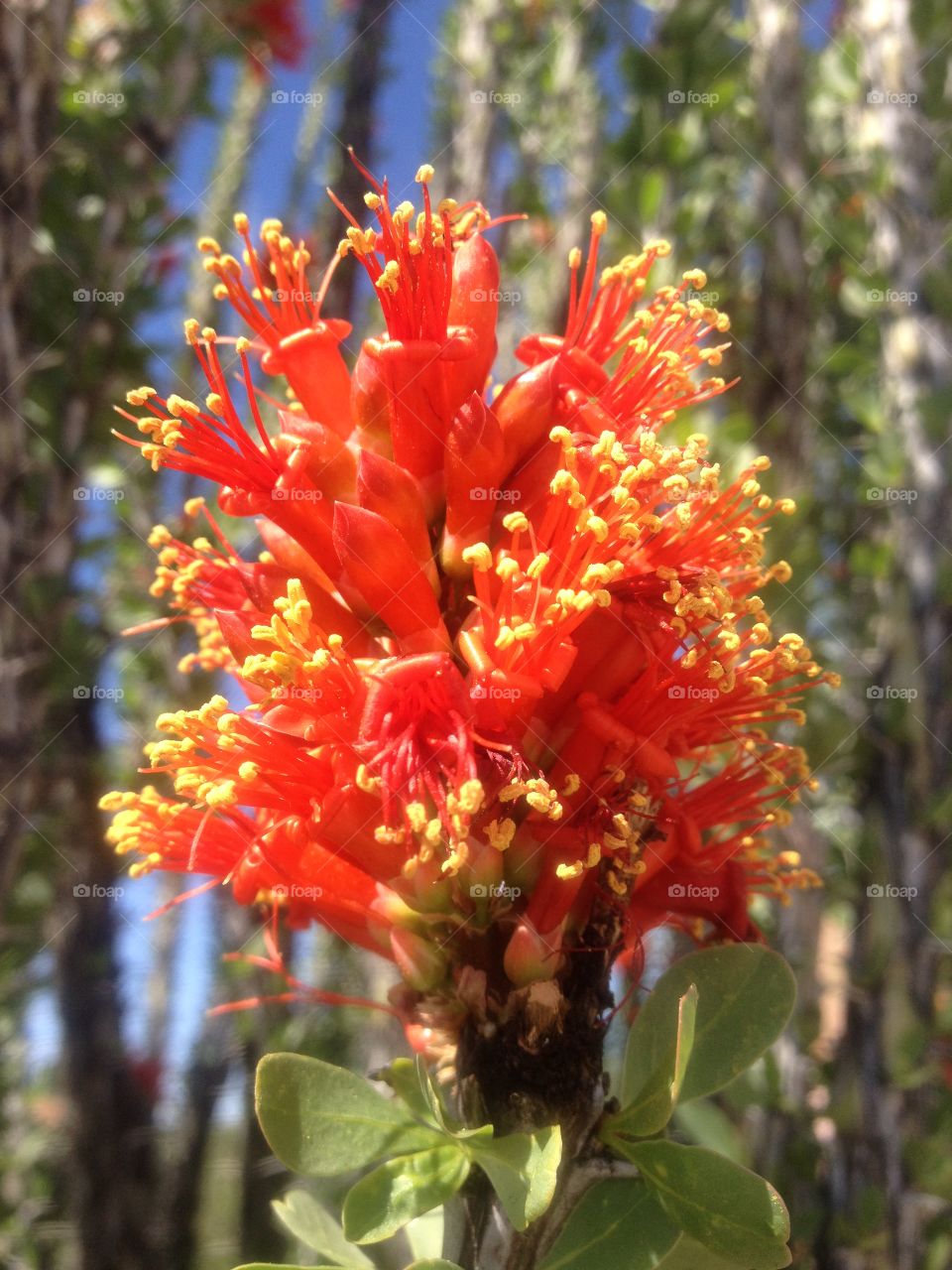 Desert blossom . Ocotillo flower 