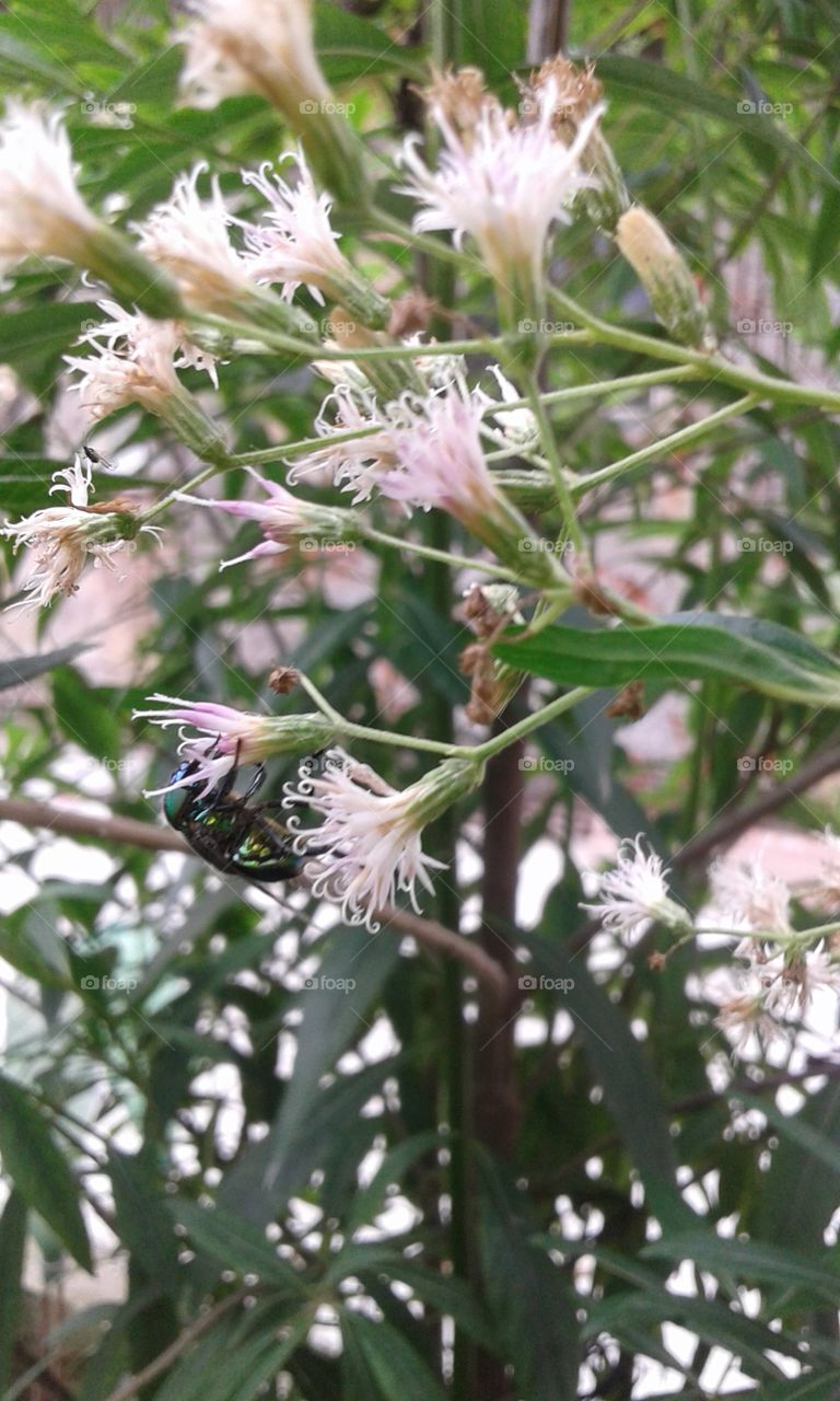 Nature, No Person, Flora, Flower, Leaf