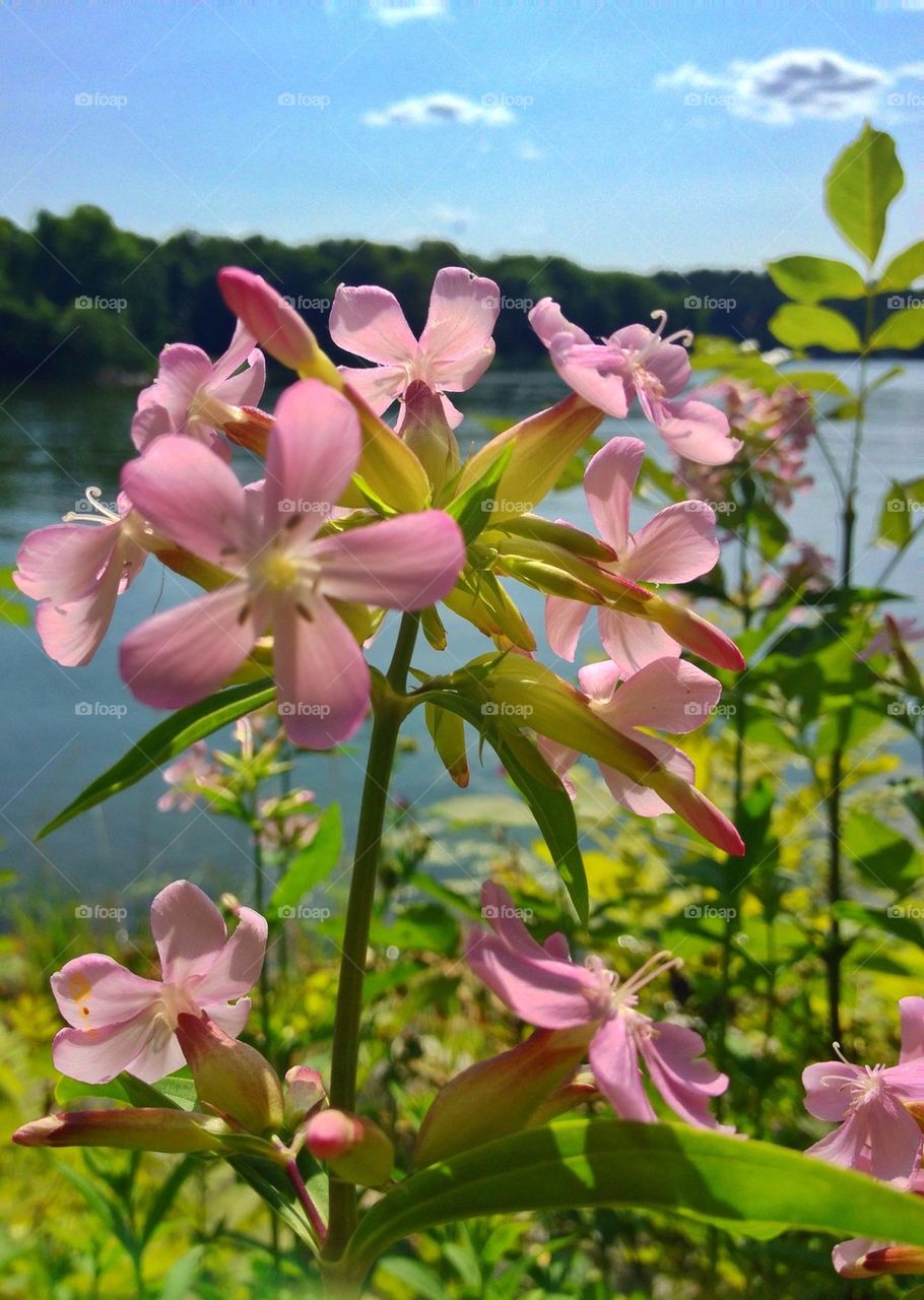 Flowers by the sea.