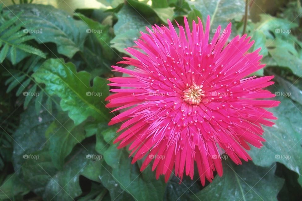 Lovely Jerbera is attractive in pink.