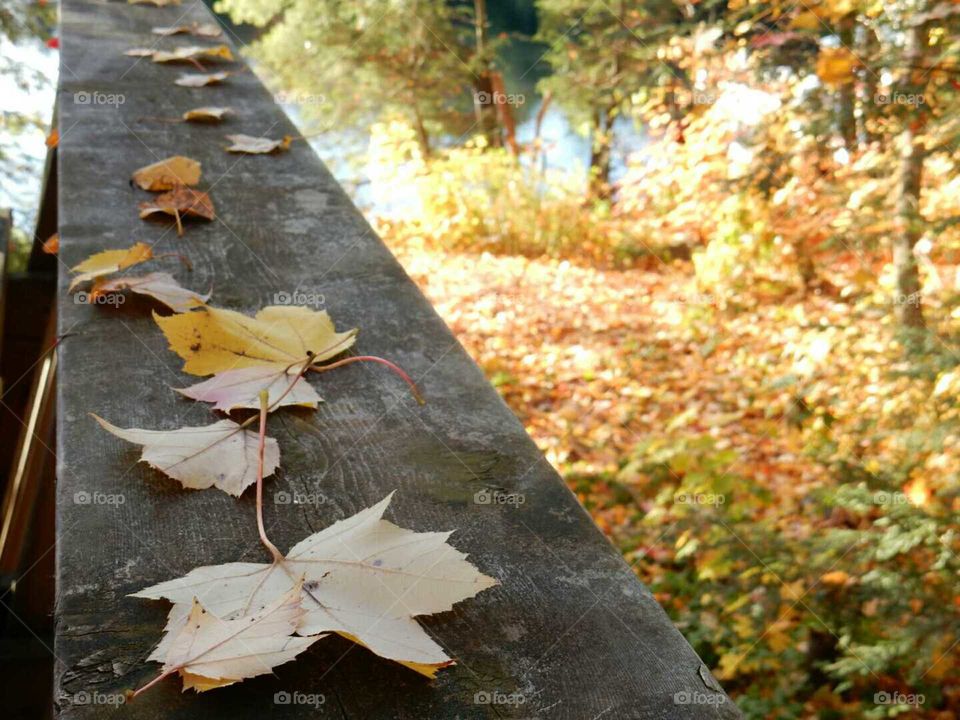 Autumn Leaves in Northern Ontario