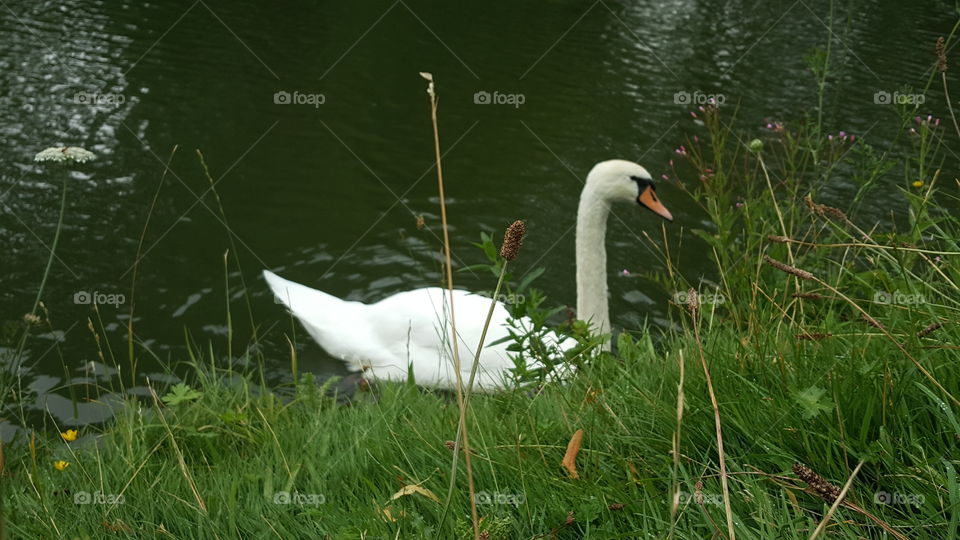 Nice swan