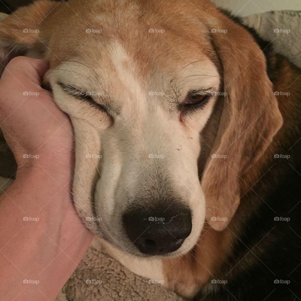 Squishy beagle 