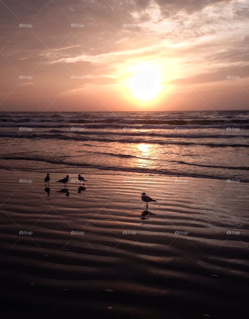 Gulls on the beach as the sun rises