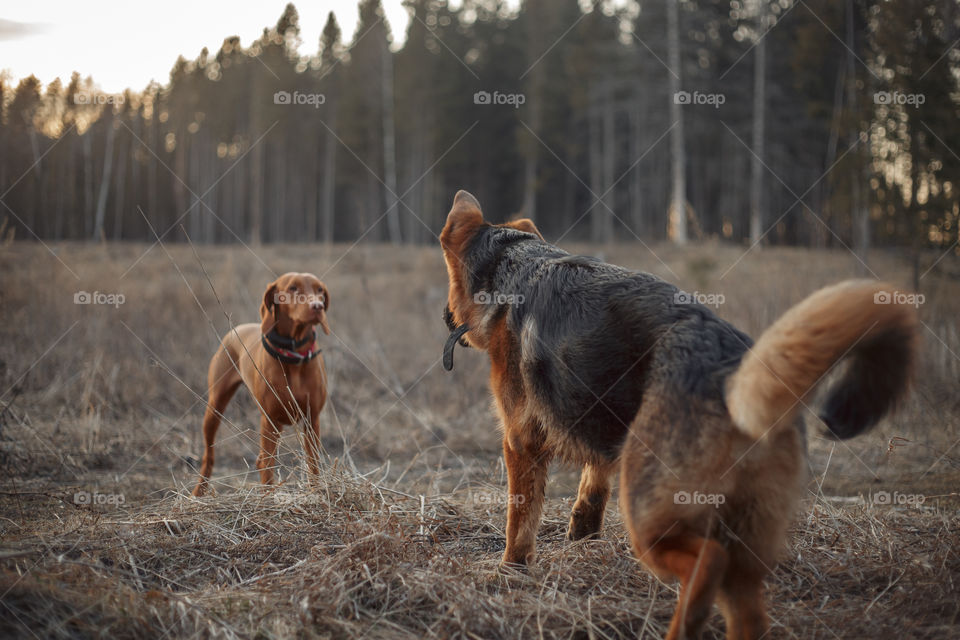 German shepherd young male dog playing with Hungarian vizsla dog outdoor at a spring evening