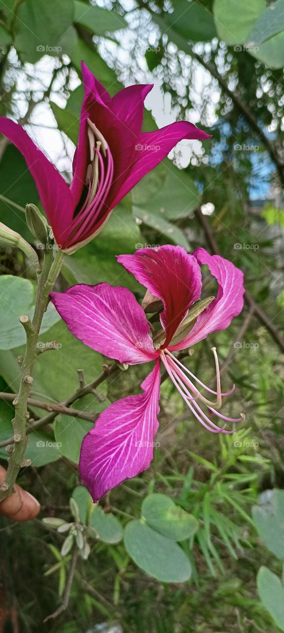 Bauhinia variegata is a species of flowering plant in the legume family, Fabaceae. It is native to an area from China through Southeast Asia to the Indian subcontinent