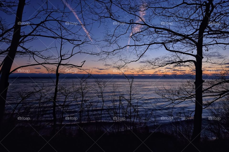 Silhouette of tree during sunset