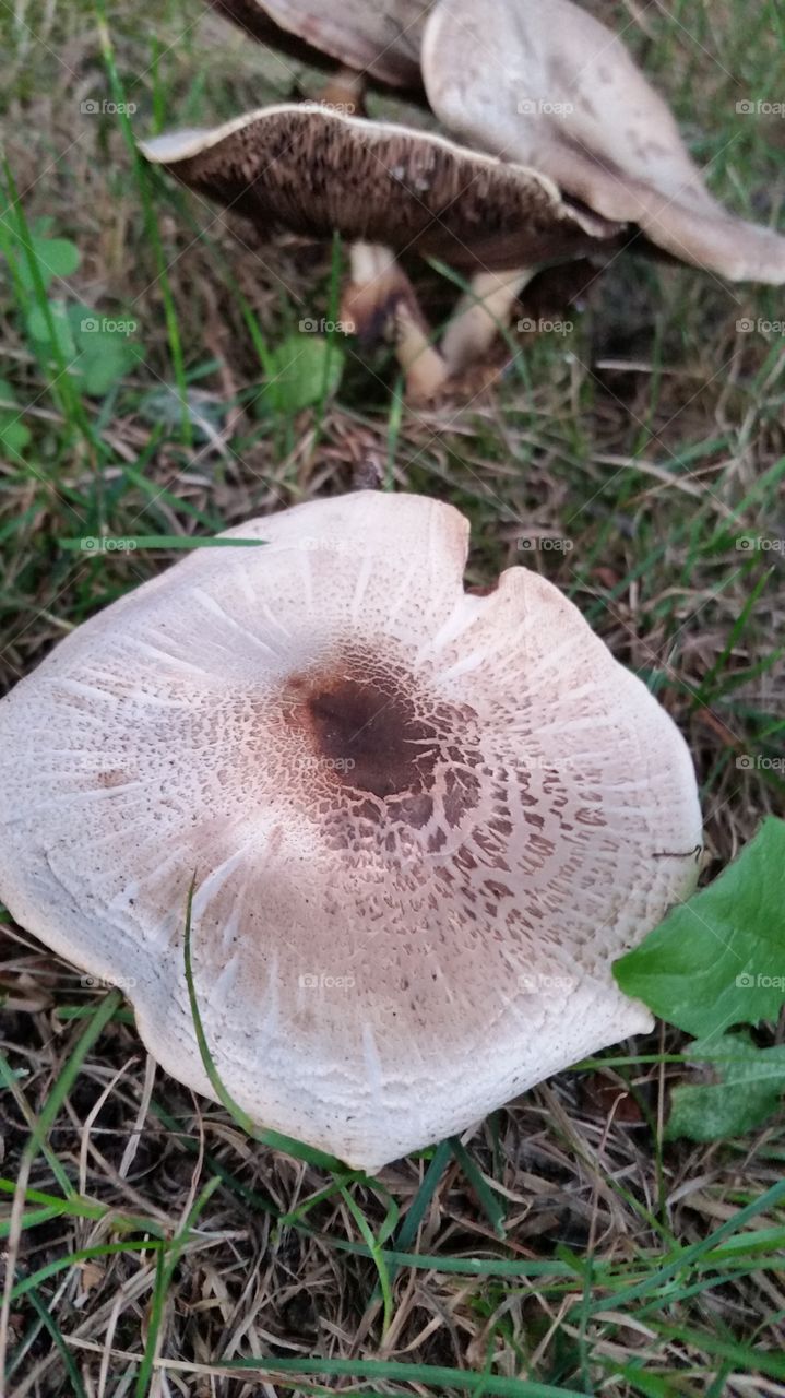 mushroom