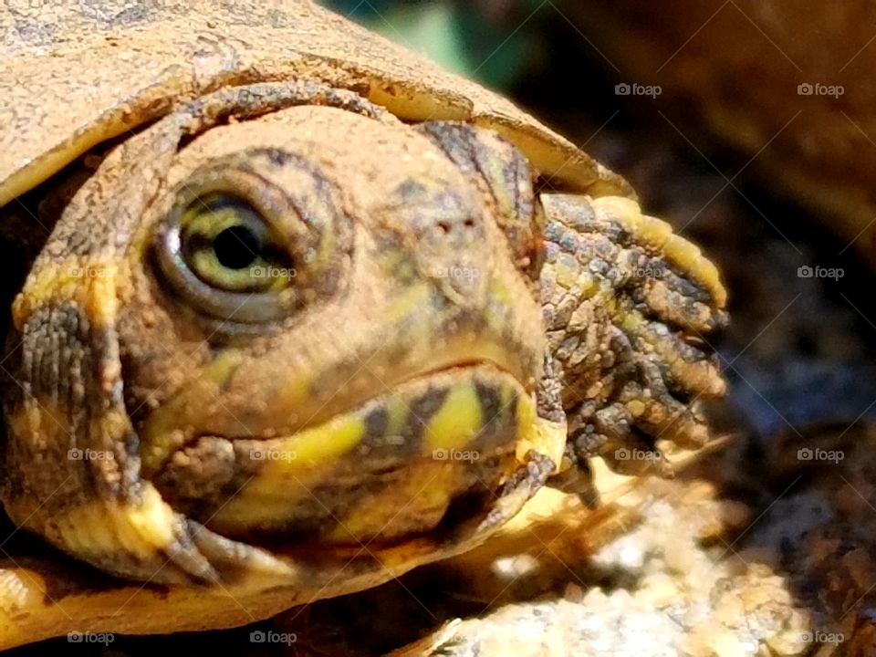 close up of a small turtle