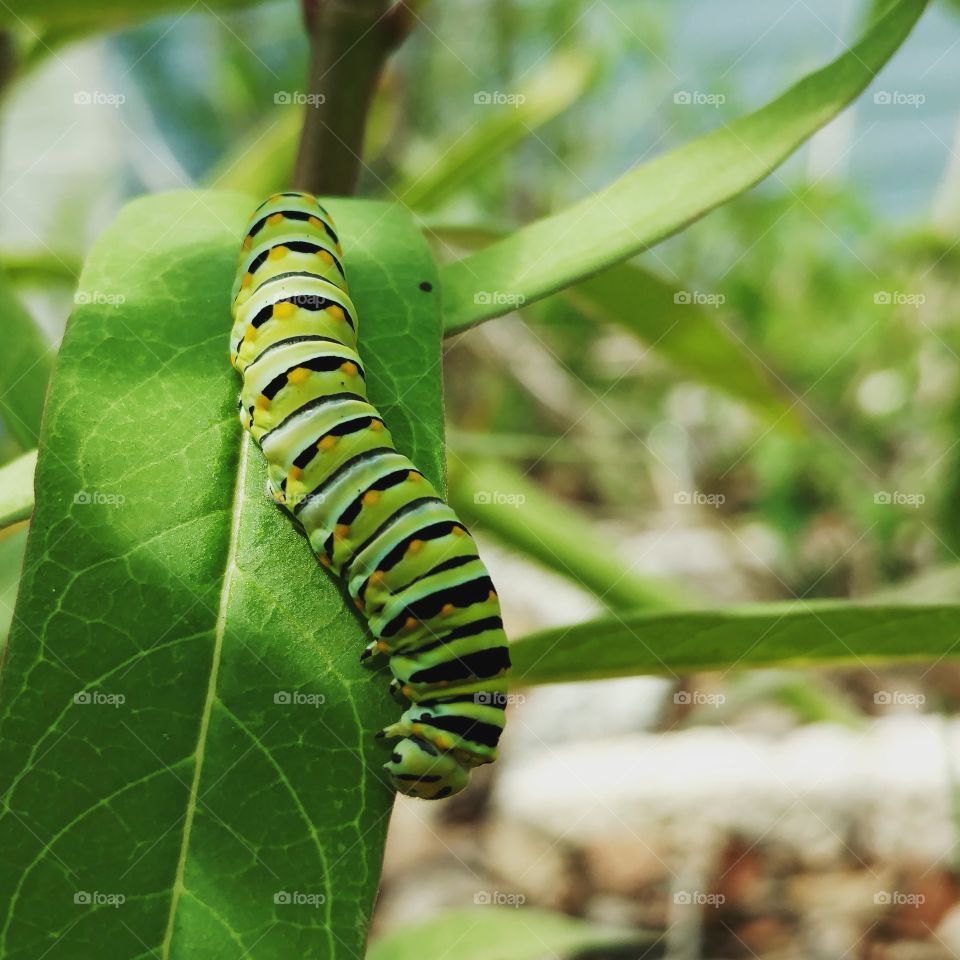 perfect monarch caterpillar on milkweed. green, yellow, and black
