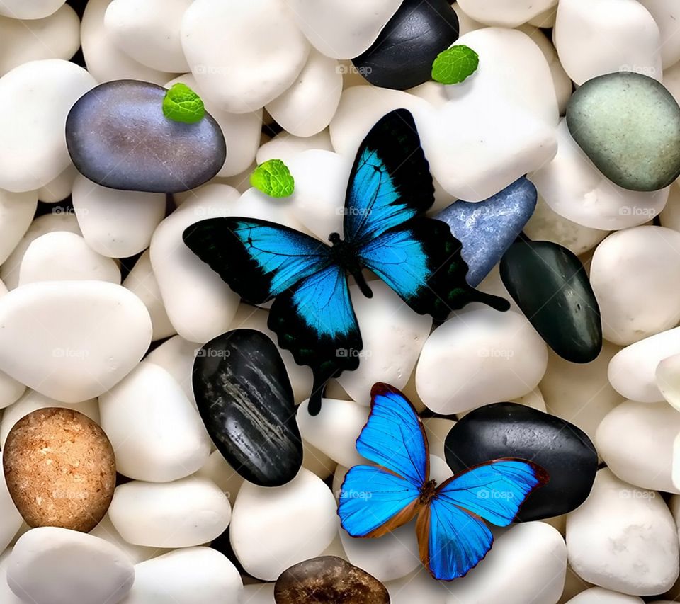 Butterflies On Stones