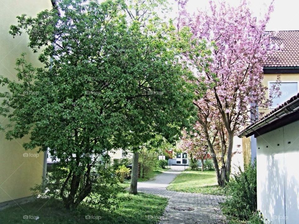 Beautiful Trees (Burlengenfeld, Germany) 