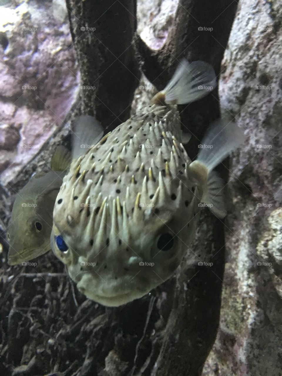 Puffed fish 