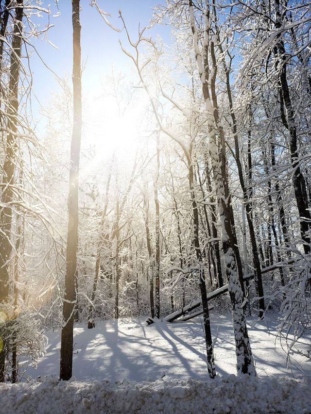 snowy day in the forest