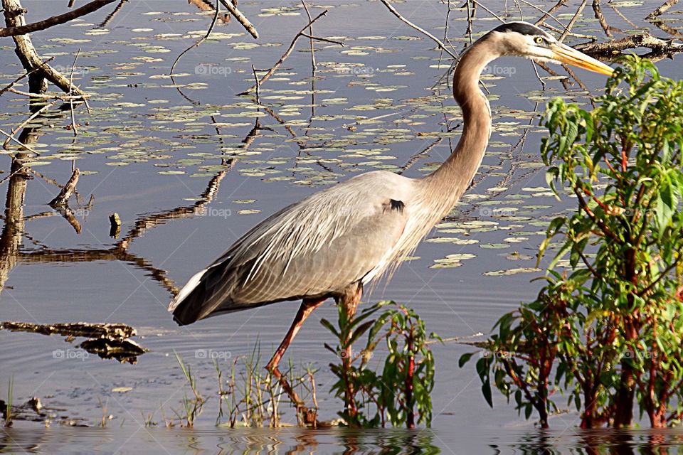 Great Blue Heron
