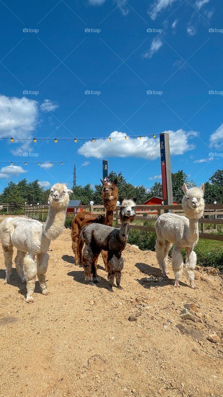 alpaca group