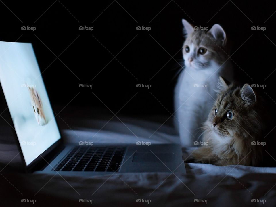 cats discovering