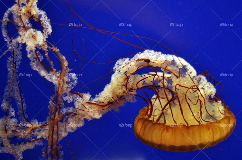 Dancing jellyfish at the Georgia Aquarium 