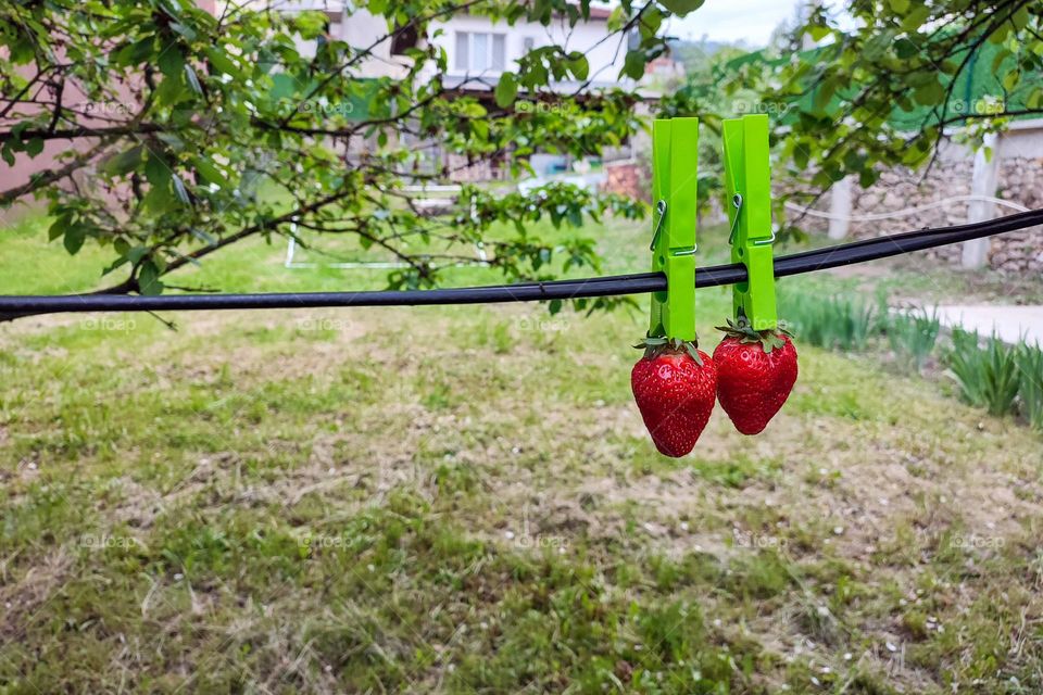 Complementary Colors, Red and Green