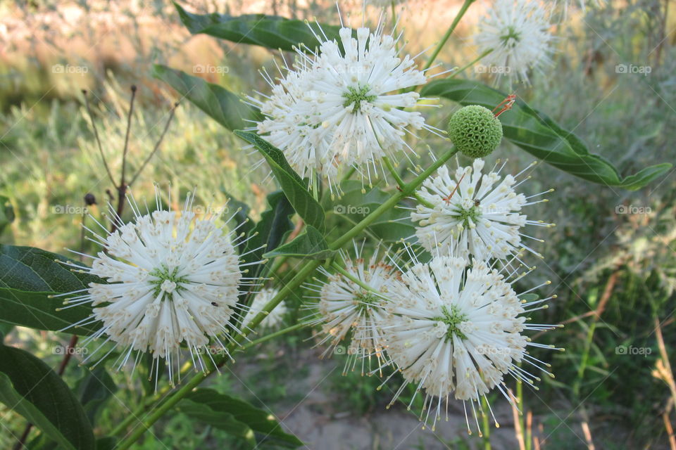 Shrub by the river