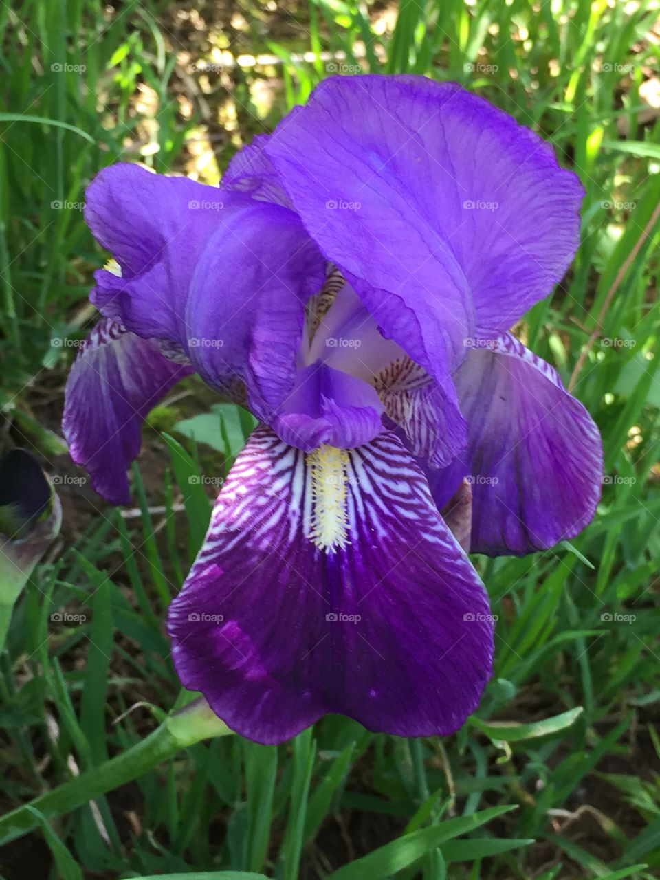 Iris flag purple