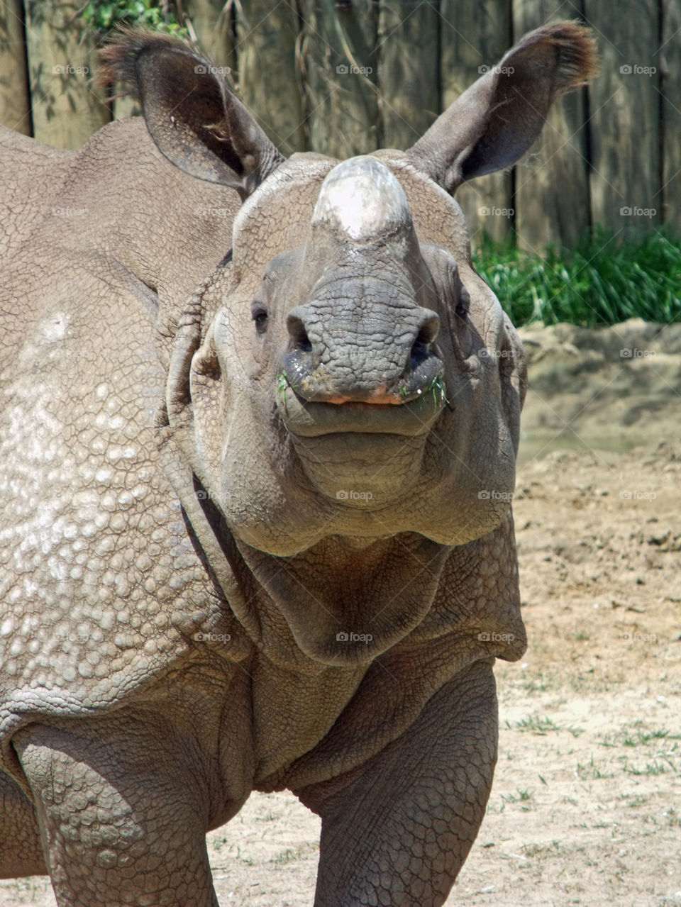 rhinoceros face