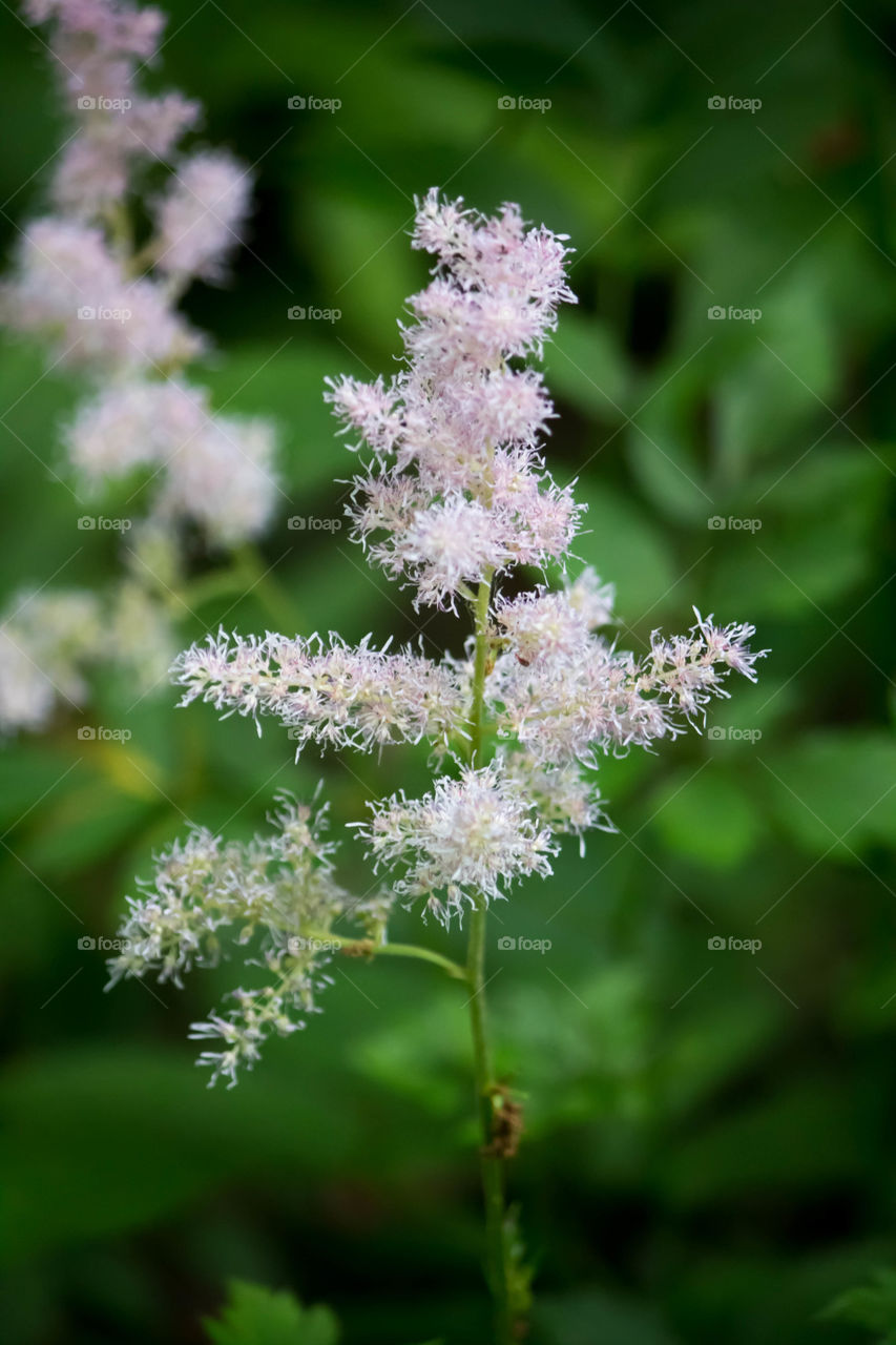 Nature, No Person, Leaf, Flower, Flora