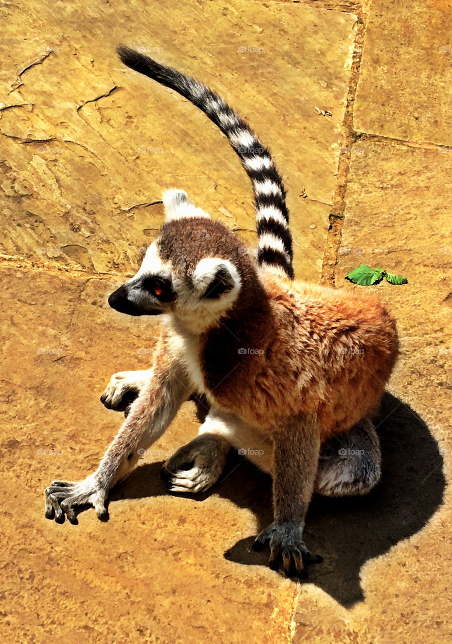 Ring tailed lemur
