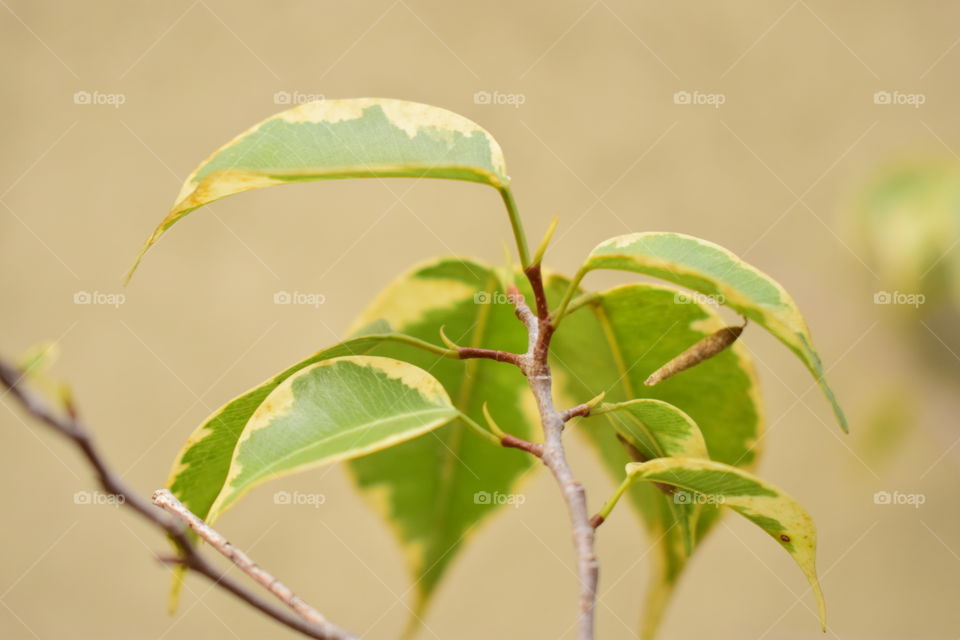 Leaves