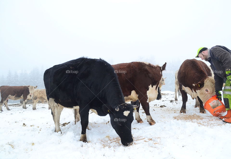 Farmer feeding his cattle