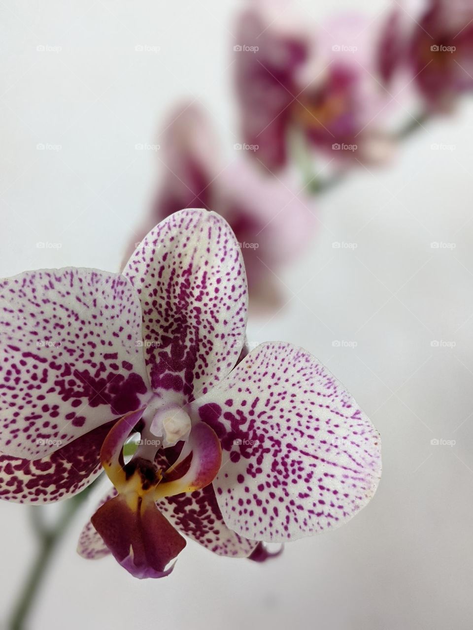orchid