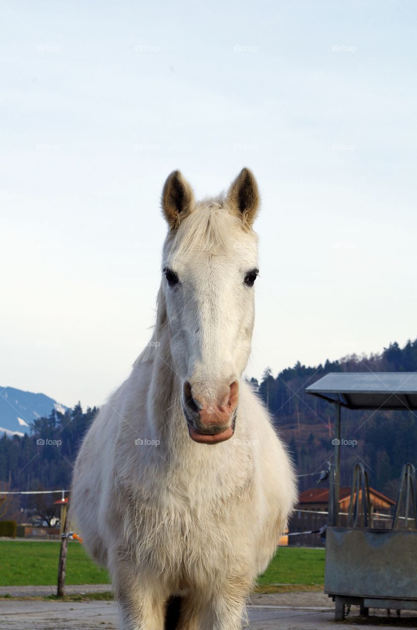 Close-up of a white horse at farm