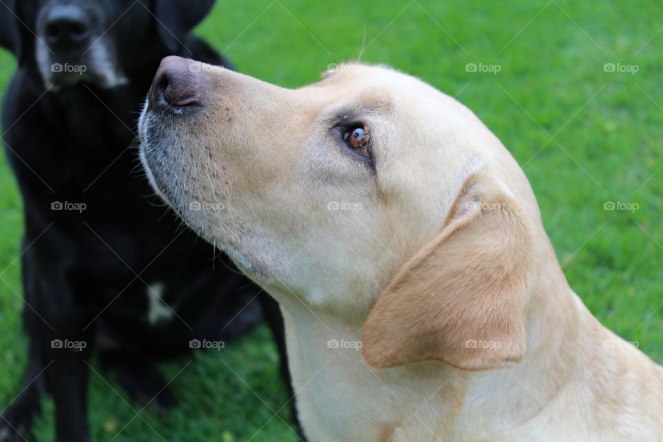 Pampered pets looking up