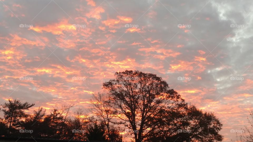 No Person, Dawn, Sunset, Tree, Landscape