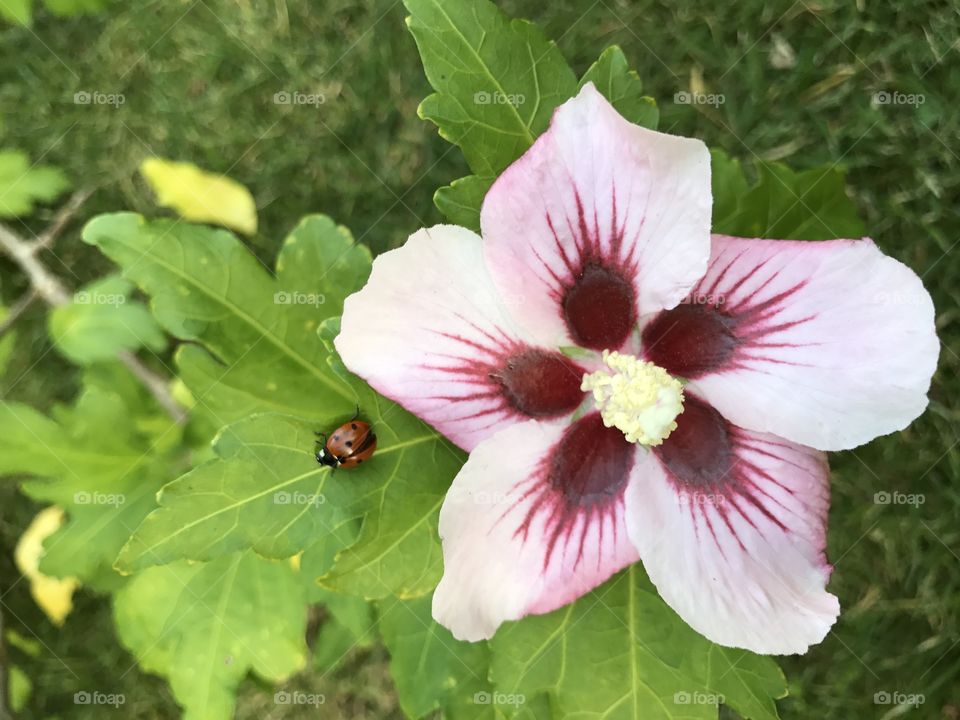 Hibiscus and ladybug