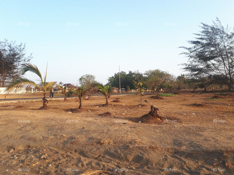 bright green beech and maple forest in spring with lush herbaceous vegetation covering the ground and leaves starting to sprout on sunny day